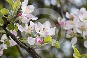 Apple flowers-Targu-jiu 102