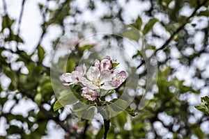 Apple flowers-Targu-jiu 102