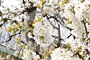 Apple flowers-Targu-jiu 103