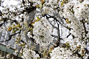 Apple flowers-Targu-jiu 104