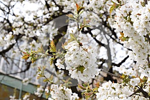 Apple flowers-Targu-jiu 105