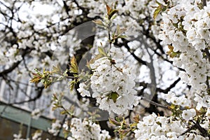 Apple flowers-Targu-jiu 106