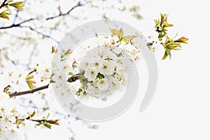 Apple flowers-Targu-jiu 109
