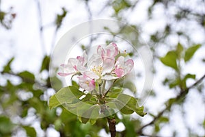 Apple flowers-Targu-jiu 90