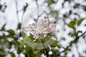 Apple flowers-Targu-jiu 91