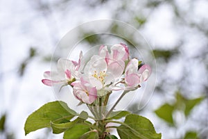 Apple flowers-Targu-jiu 92