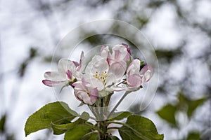 Apple flowers-Targu-jiu 93