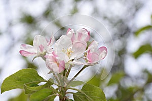 Apple flowers-Targu-jiu 94