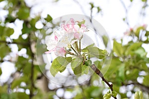 Apple flowers-Targu-jiu 97
