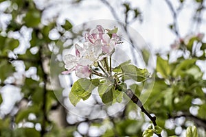 Apple flowers-Targu-jiu 98