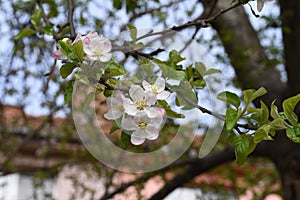 Apple flowers-Targu-jiu 99