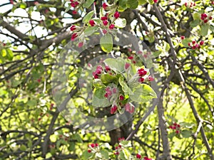 Apple flowers on tree
