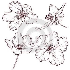 Apple flowers vintage style sketch collection