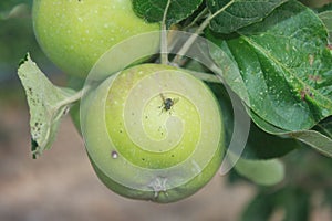 Apple with fly