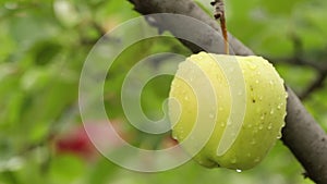 Apple among foliage