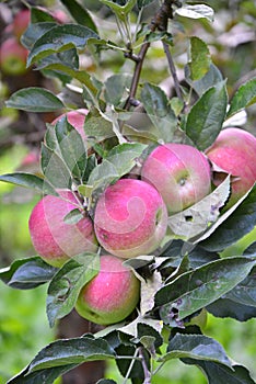 Apple fruit