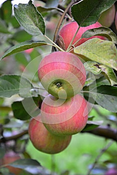 Apple fruit