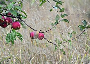 apple fruit