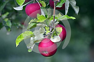 apple fruit