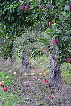 apple fruit