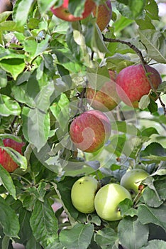 Apple fruit