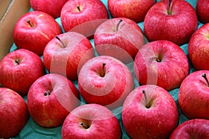 apple fruit