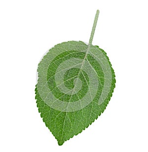 Apple fruit closeup leaf