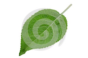 Apple fruit closeup leaf