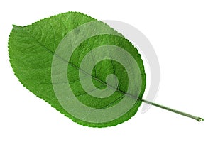 Apple fruit closeup leaf