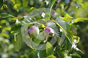 Apple fruit after growing blossom