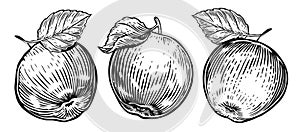 Apple fruit with leaf, set sketch. Hand drawn fruits in vintage engraving style. Vector illustration