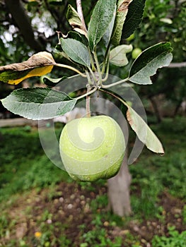 Apple fruit in mid developmental stage at Kulgam  Kashmir .