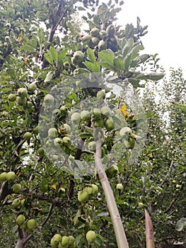 Apple fruit in mid developmental stage at Kulgam Kashmir.