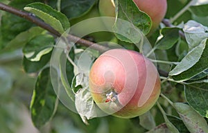 Apple fruit on a tree branch
