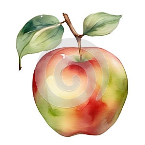 Apple fruit watercolor illustration