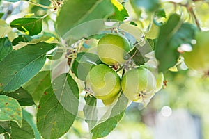 Apple fruits growing on a apple tree branch in orchard