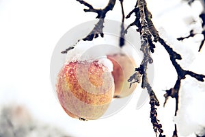 Apple fruits hanging on the tree with snow, climate change and winter season