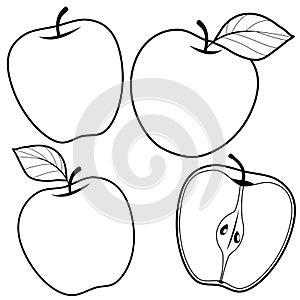 Apple fruits on white background. Vector illustrations with whole and cut fruits. Vector black and white coloring page.