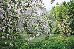 Apple garden blooming at spring