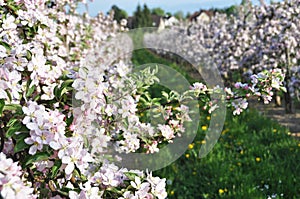 Apple garden blossom