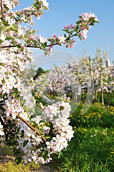 Apple garden blossom