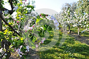 Apple garden blossom