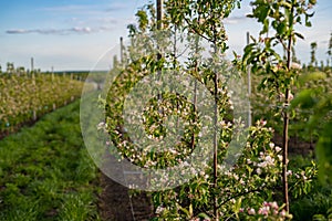 Apple garden in blossom in sunrise light. Shallow DOF, focus on front trees.