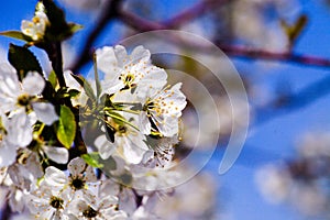 Apple garden, blossom on tree. Flowering orchard in spring time. Seasonal background. Flowering orchard in spring time. Scenic