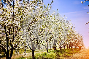 Apple garden, blossom on tree. Flowering orchard in spring time. Seasonal background. Flowering orchard in spring time. Scenic