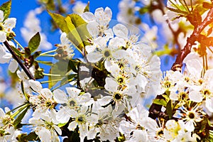 Apple garden, blossom on tree. Flowering orchard in spring time. Seasonal background. Flowering orchard in spring time. Scenic