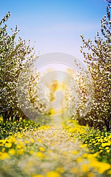 apple garden, blossom on tree, spring time