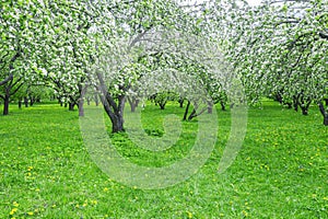 Apple garden with blossoming fruit trees during spring