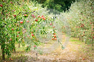 Apple garden with ripe apples