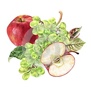 Apple and Grapes. Watercolor botanical illustration of Fruit. Hand drawn food isolated on white background. Plant